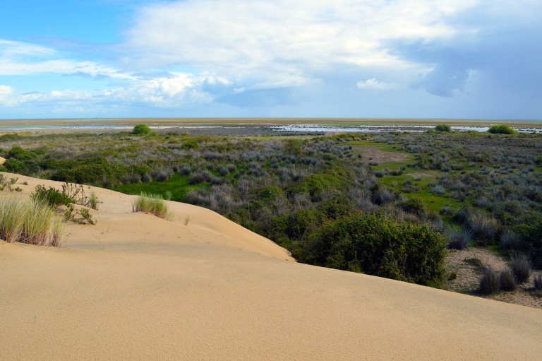 Visita guiada en 4x4 al Parque Nacional de Doñana desde El Acebuche