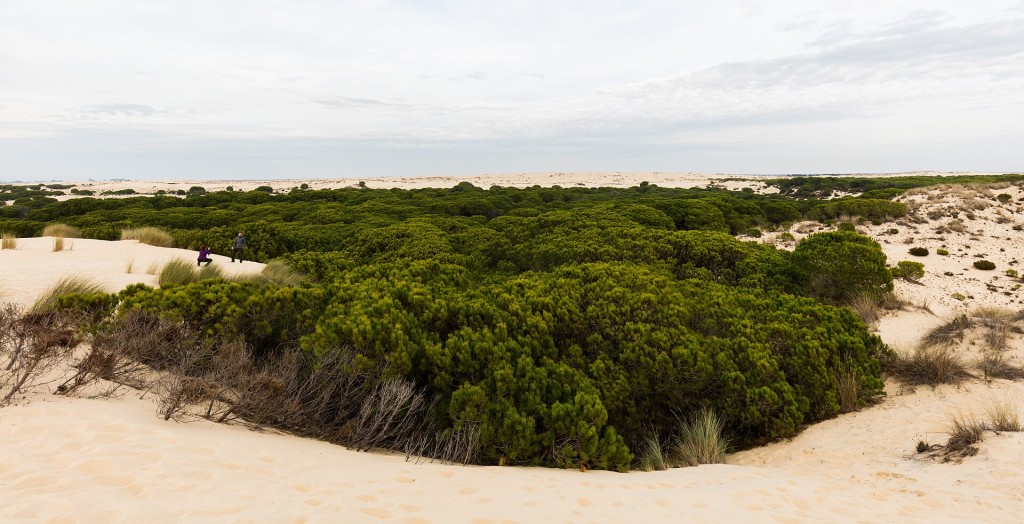 Visita guiada en 4x4 al Parque Nacional de Doñana desde El Acebuche