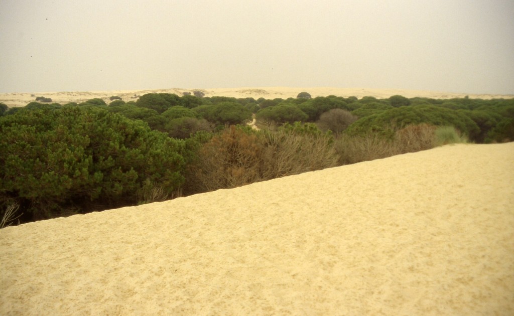 Visita guiada en 4x4 al Parque Nacional de Doñana desde El Acebuche