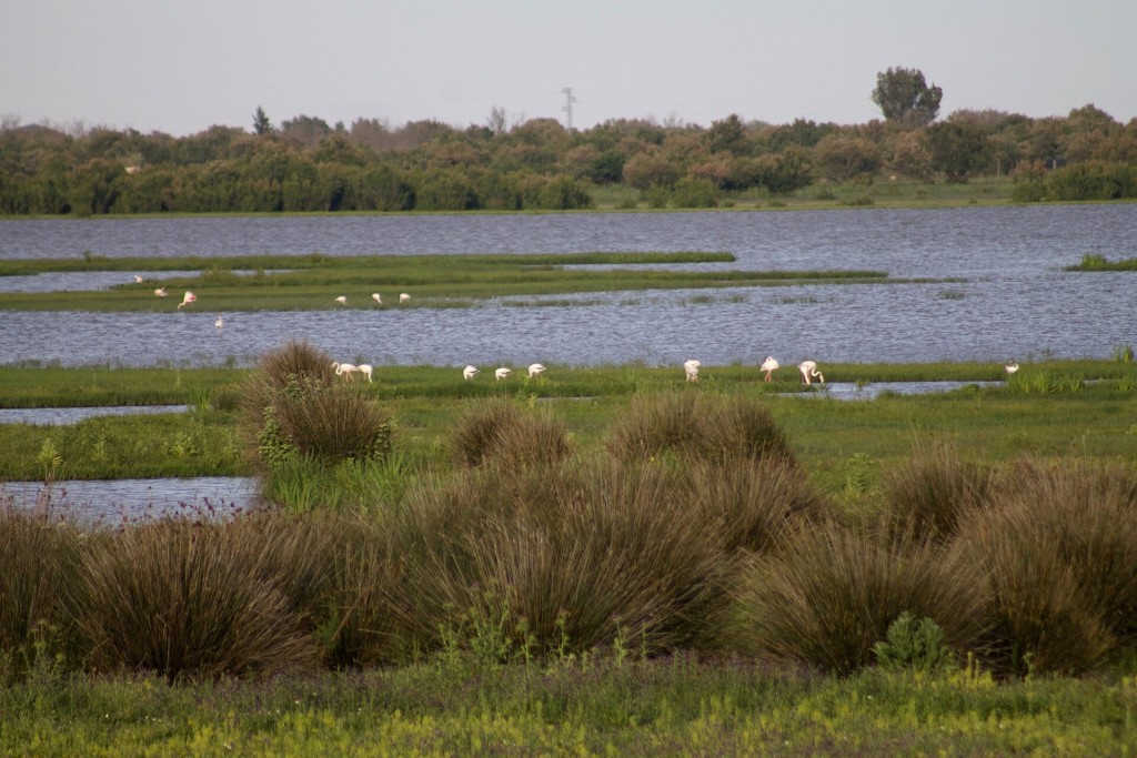 Visita guiada en 4x4 al Parque Nacional de Doñana desde El Acebuche